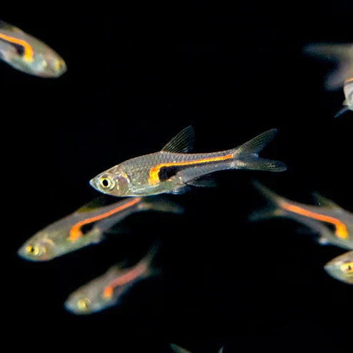 Glowlight Rasbora 2cm (Group of 10)