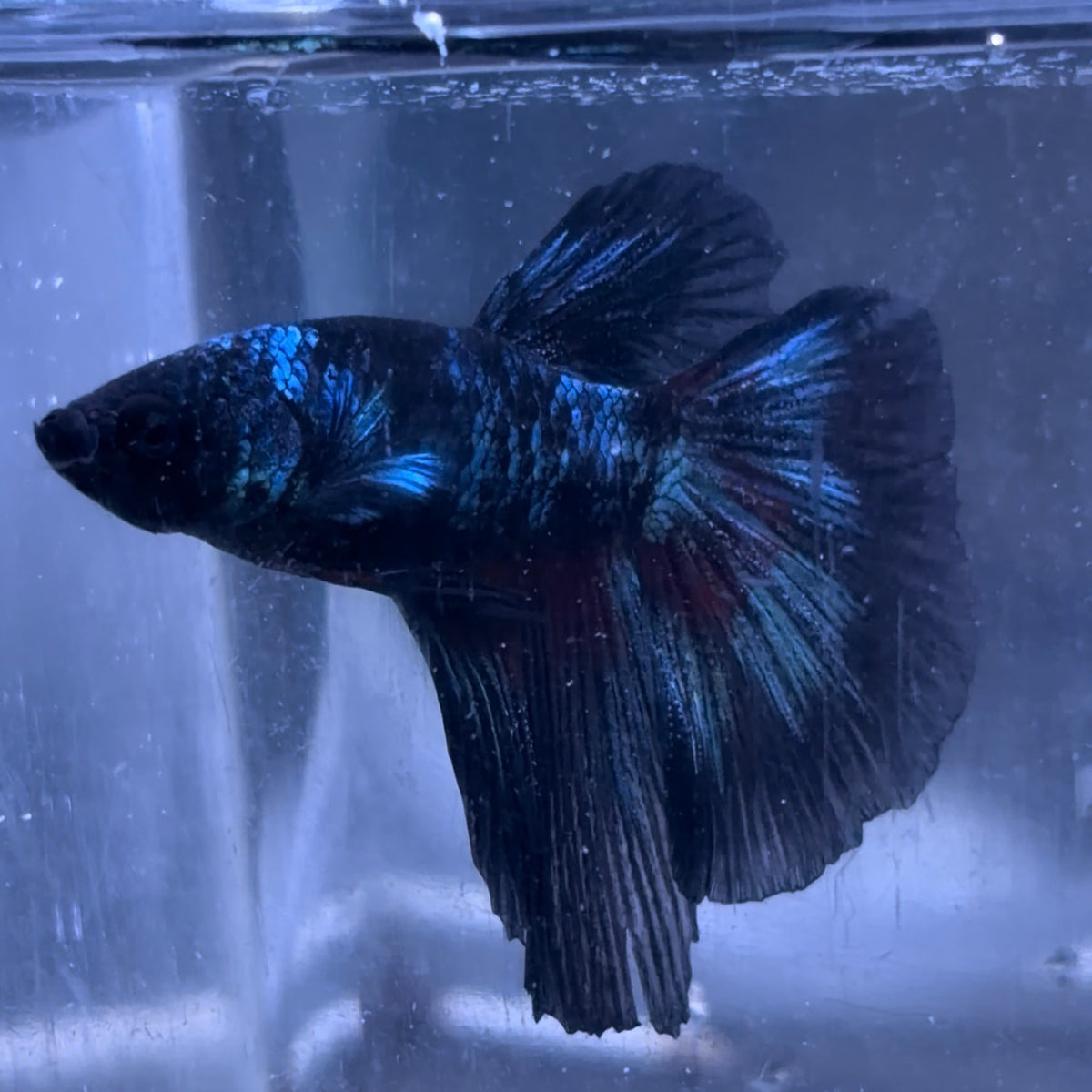 Halfmoon Avatar Betta Pair (B)
