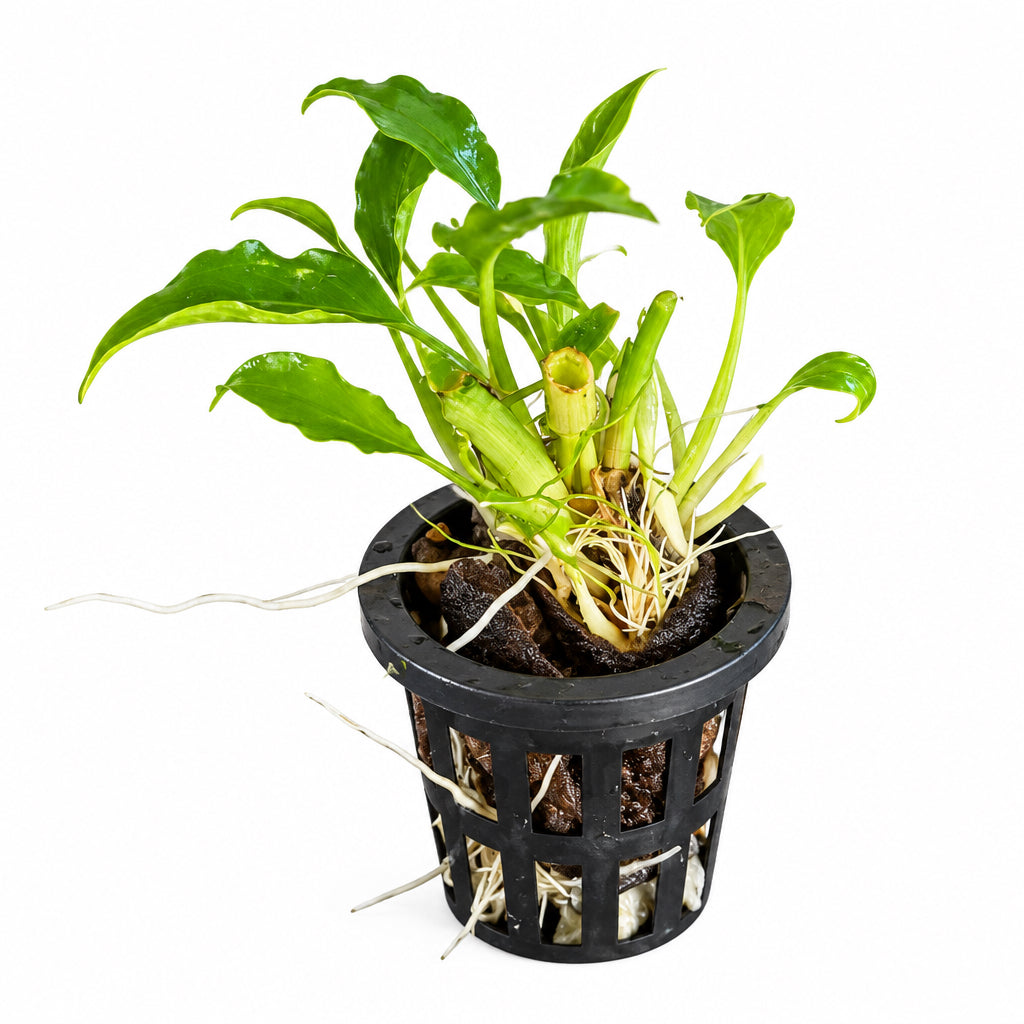 Schismatoglottis prietoi Potted