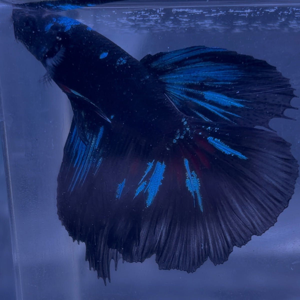 Halfmoon Avatar Male Betta 3.5cm (E)