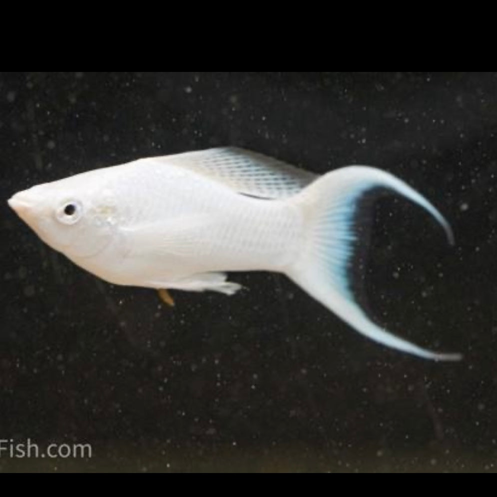Platinum Lyretail Molly 4-5cm
