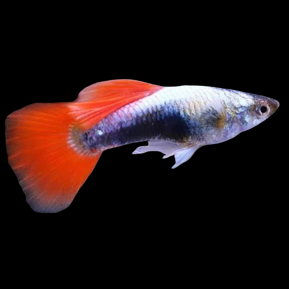 Santa Male Guppy 3cm