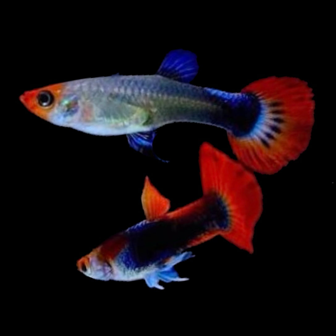 Tuxedo Koi Male Guppy 3cm
