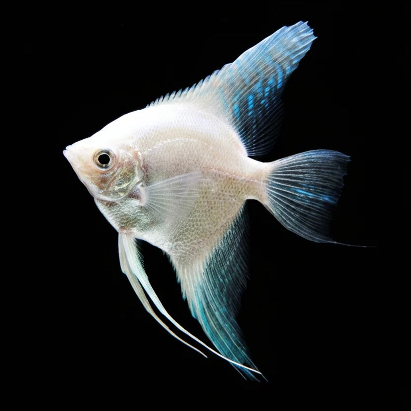Platinum Angelfish 6cm