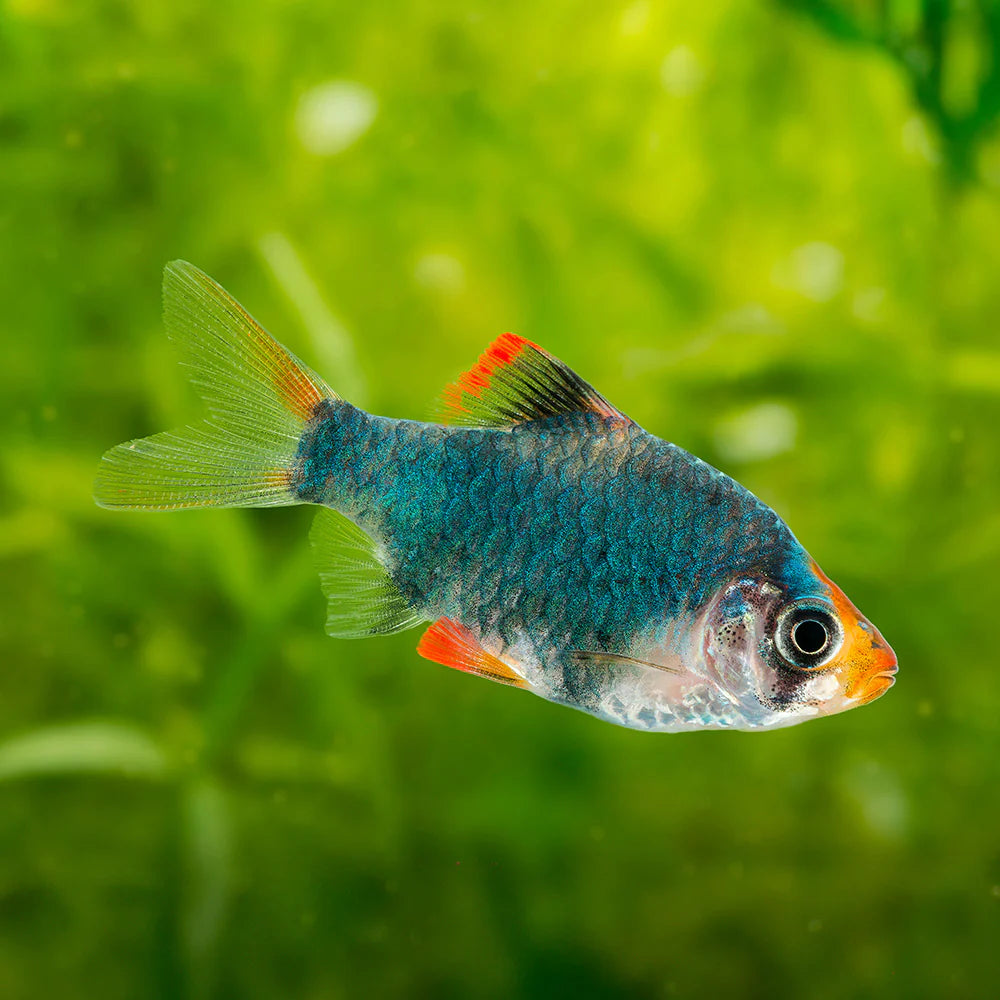 Green Tiger Barb 3cm (Group of 10)