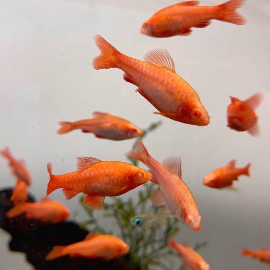 Albino Cherry Barb 2.5cm (Group of 5)