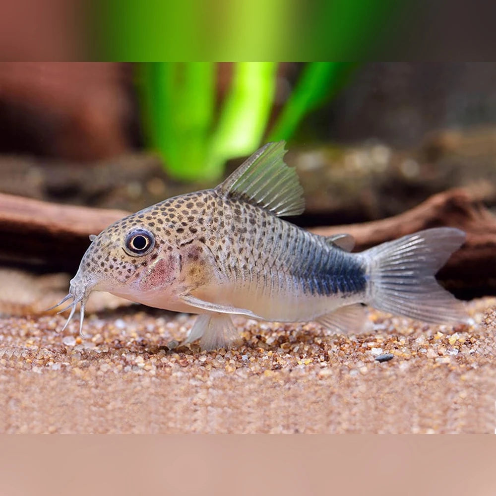 Corydoras Similis 3cm