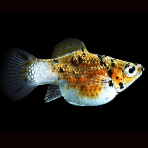 Calico Tiger Balloon Molly 3cm