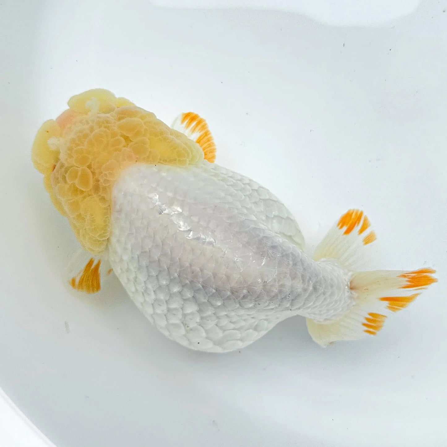 Lemonhead Ranchu Goldfish 7-9cm