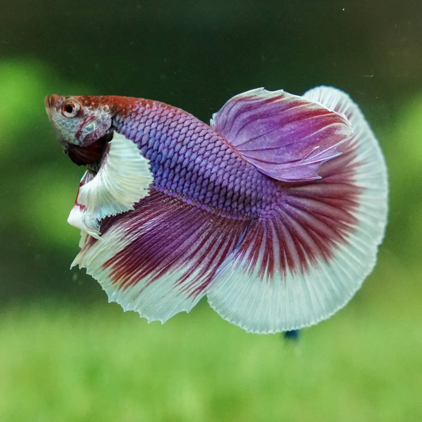Lavender Halfmoon Male Betta 5cm