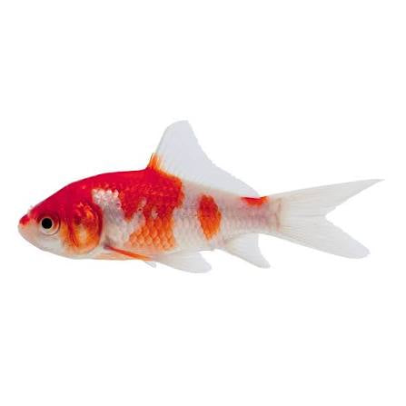 Sarasa Comet Goldfish 5cm