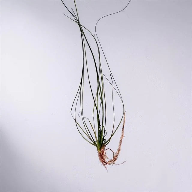 Eriocaulon sp. "Japan Needle Leaf" (RARE)