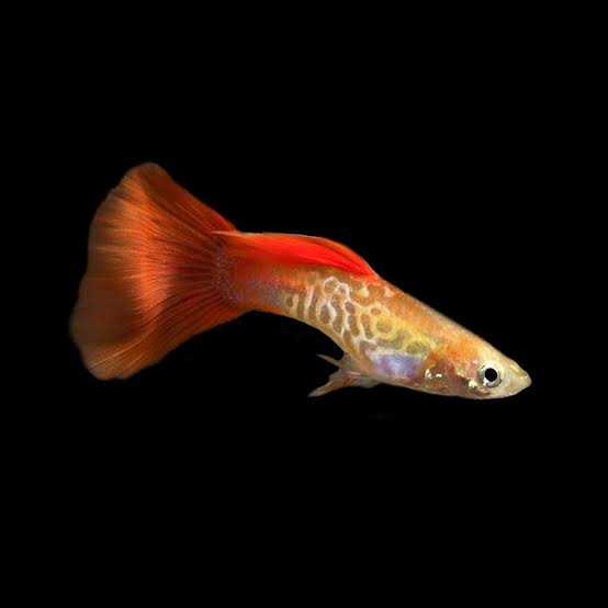 Red Blonde Cobra Male Guppy 3cm