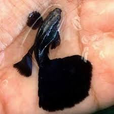 Black Dumbo Male Guppy 3cm