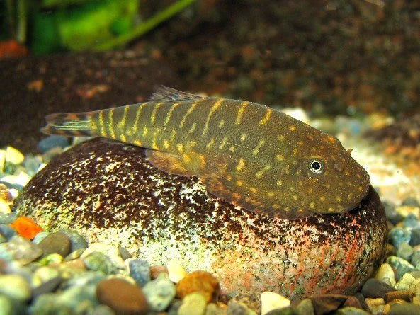 Striped Borneo Loach (Gastromyzon zebrinus)