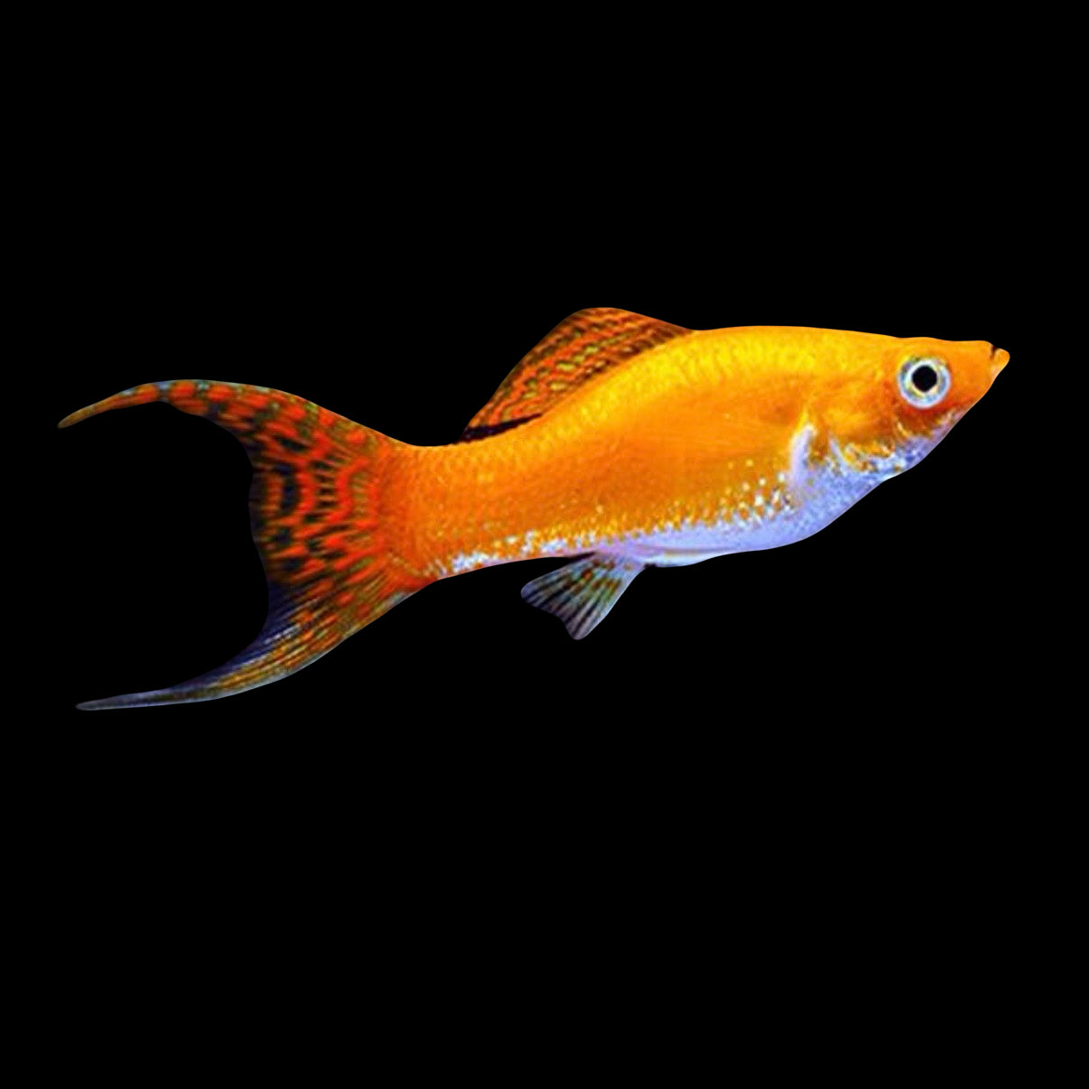 Orange Lyretail Molly 4-5cm