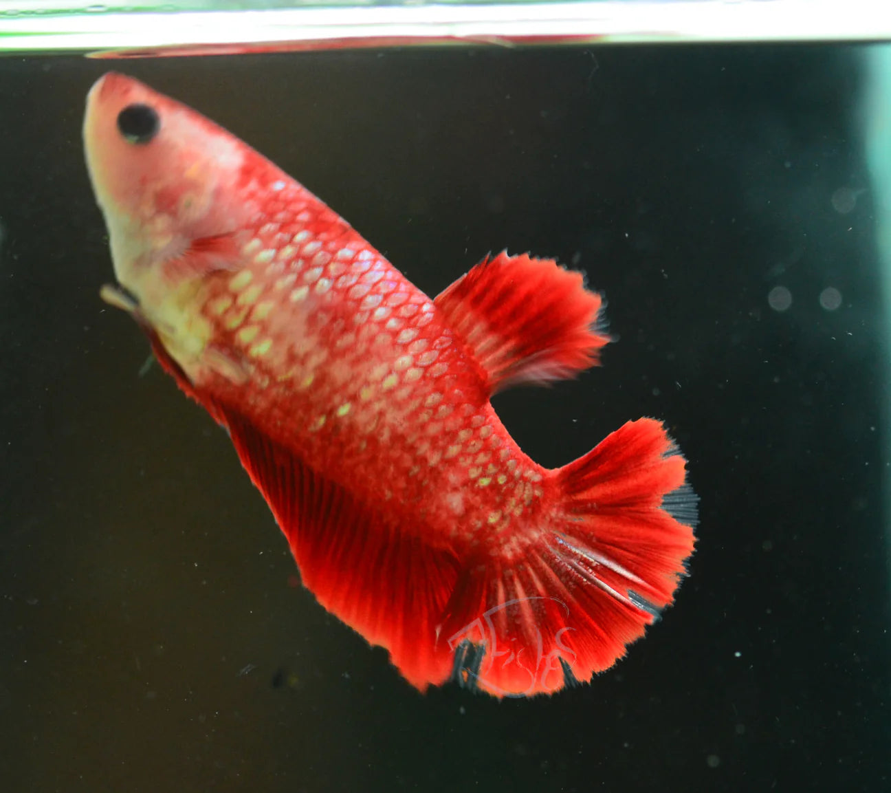 Red Gold Galaxy HMPK Female 4cm