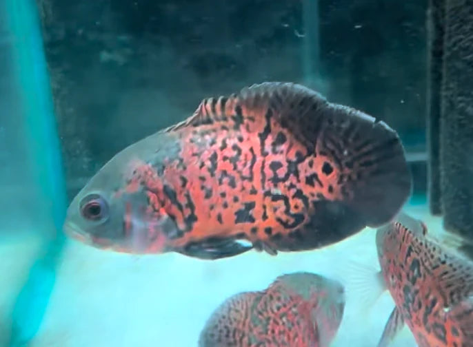 Black Nemo Oscar 6cm