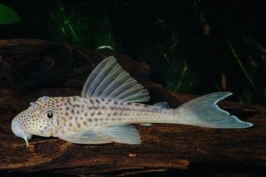 L141 Ghost Pleco 4cm