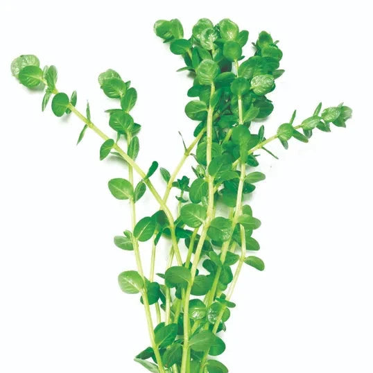 Green Pennywort Lysimacia nummularia