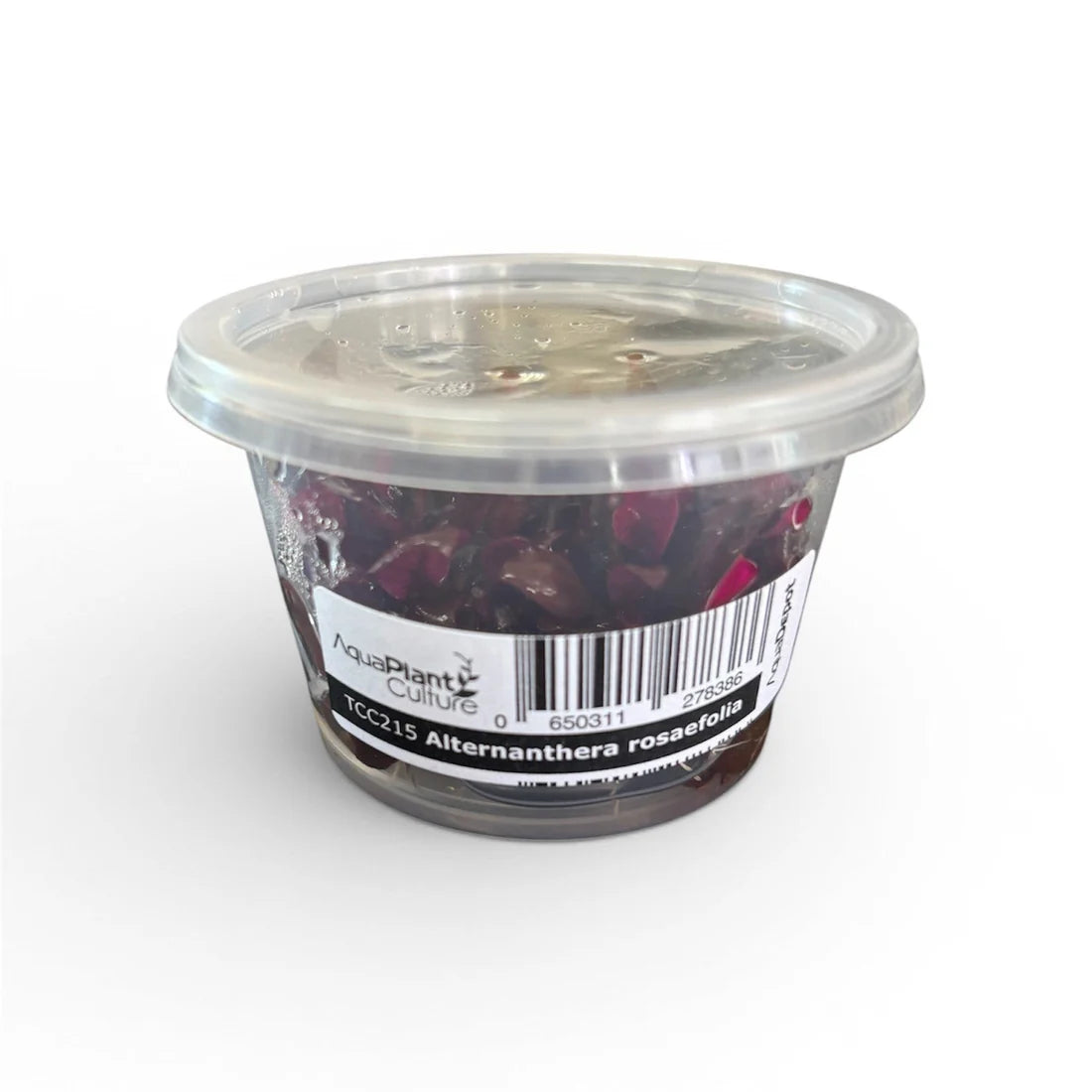 Alternanthera Rosaefolia Tissue Culture