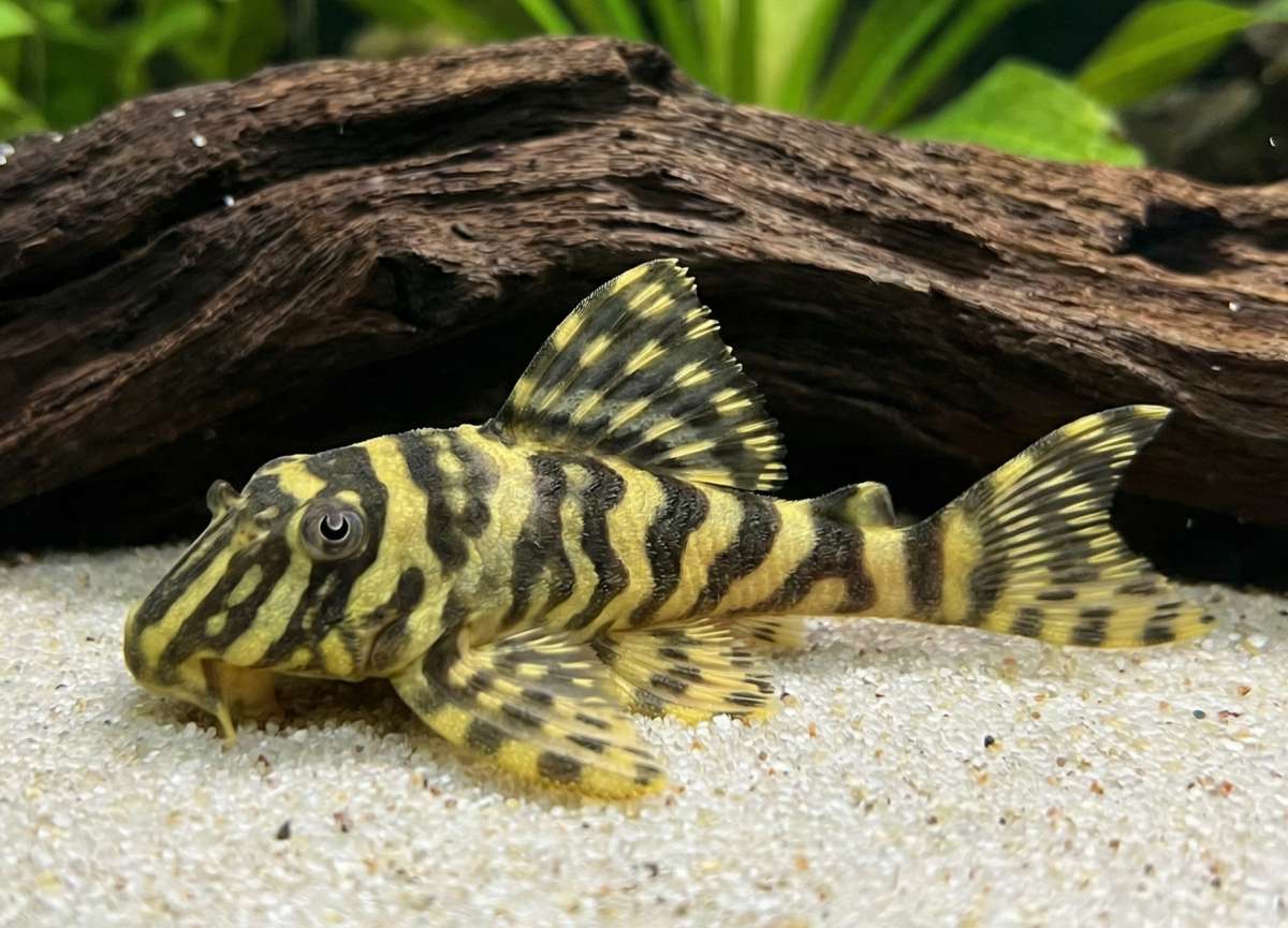 Leopard Frog Pleco L134 4-5cm