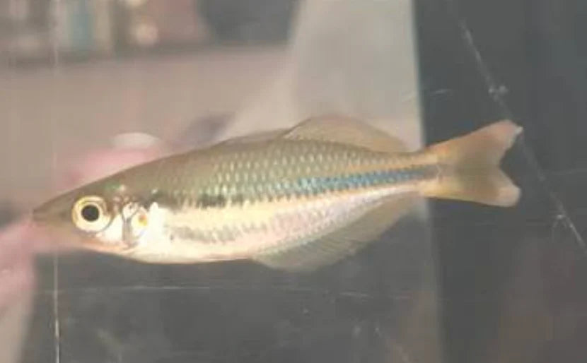 Woomera Creek Rainbowfish (Melanotaenia Trifasciata)
