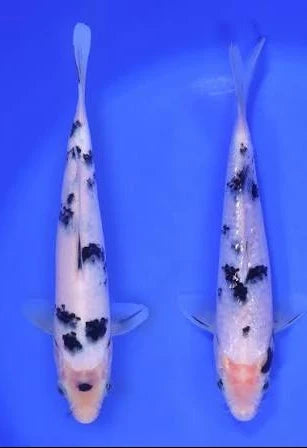 Bekko Koi 9cm (NSW ONLY)