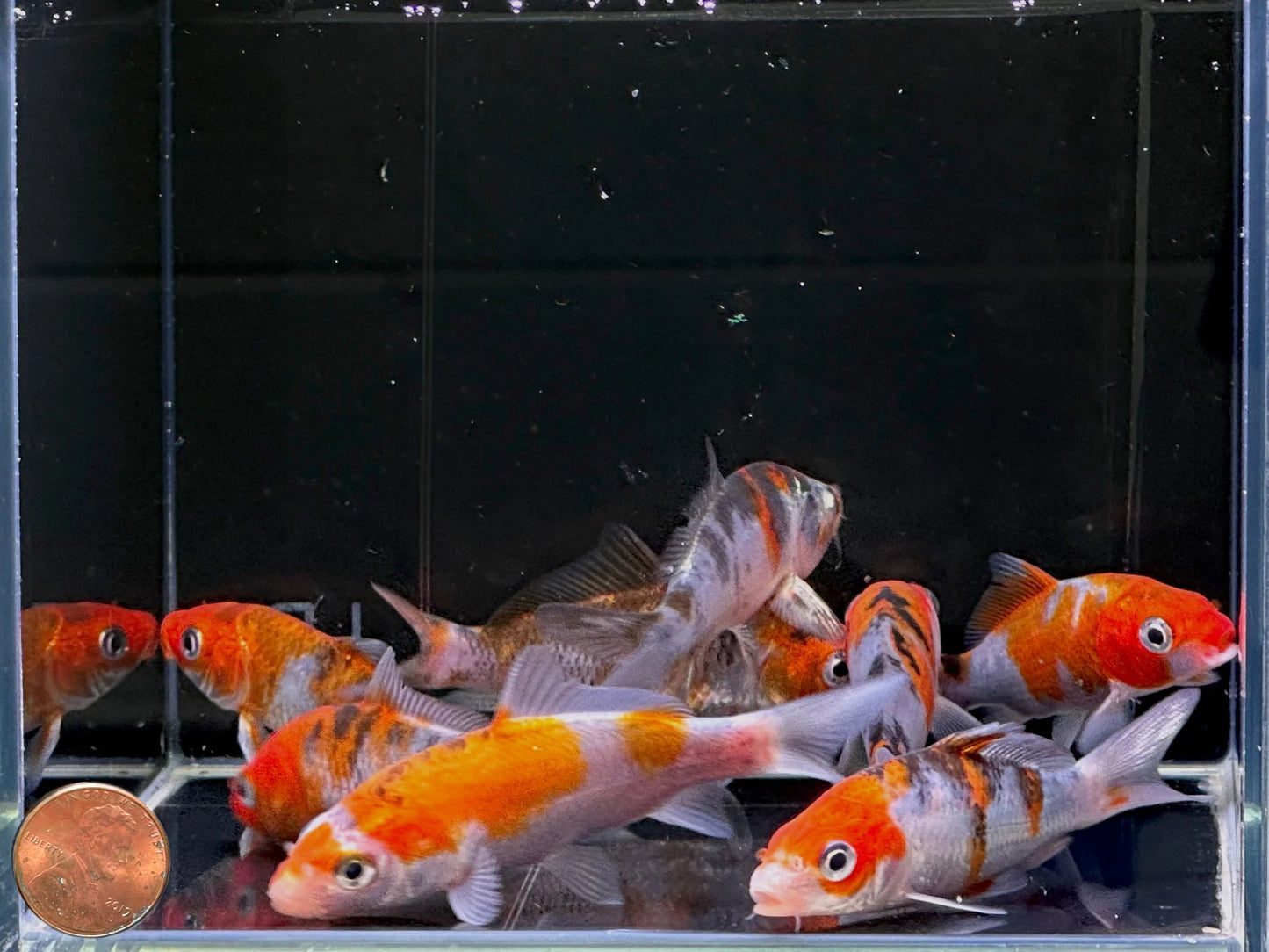 Assorted Sanke Koi 9cm (NSW ONLY)