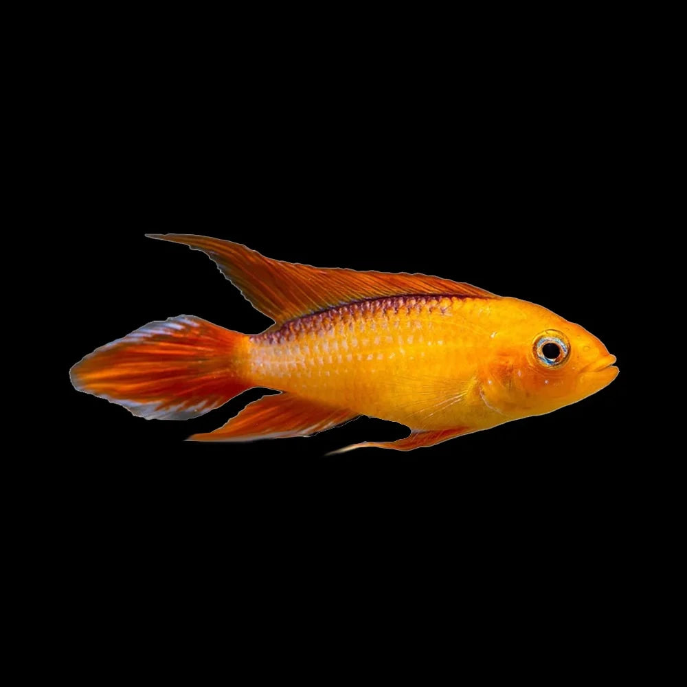 Apistogramma Agassizi Fire Red Pair 2cm