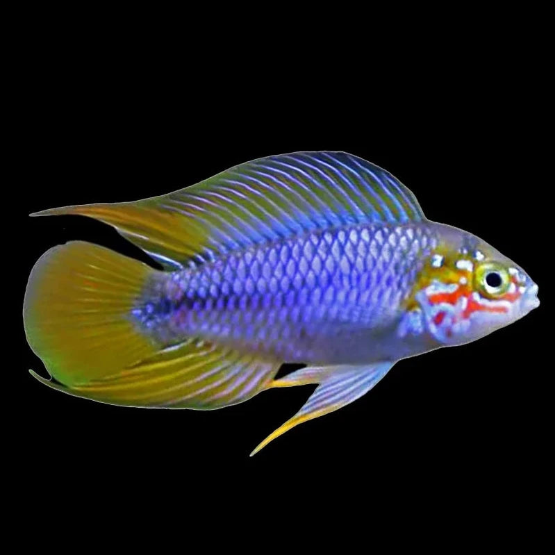 Apistogramma Borellii Opal Pair 2cm