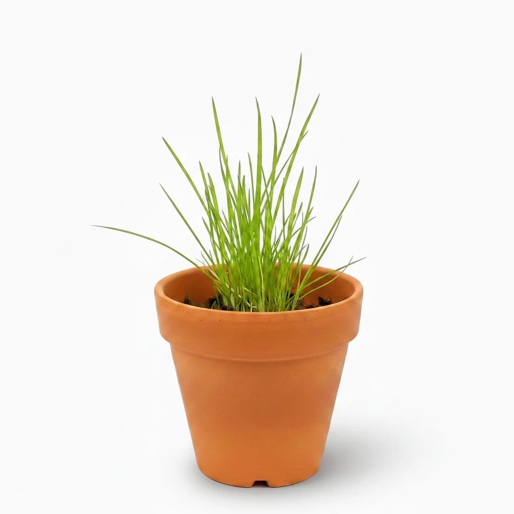 Juncus repens