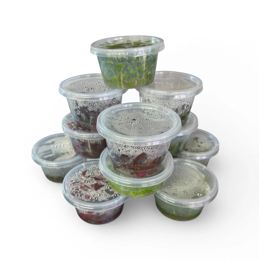 Assorted Tissue Culture 5 Pack FREE SHIPPING