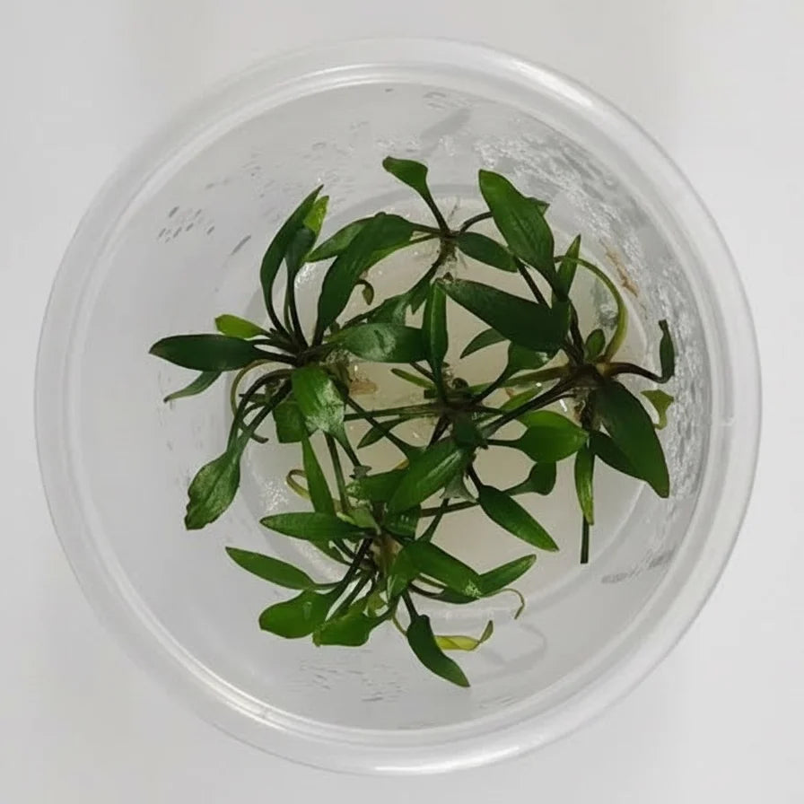 Cryptocoryne Lucens Tissue Culture