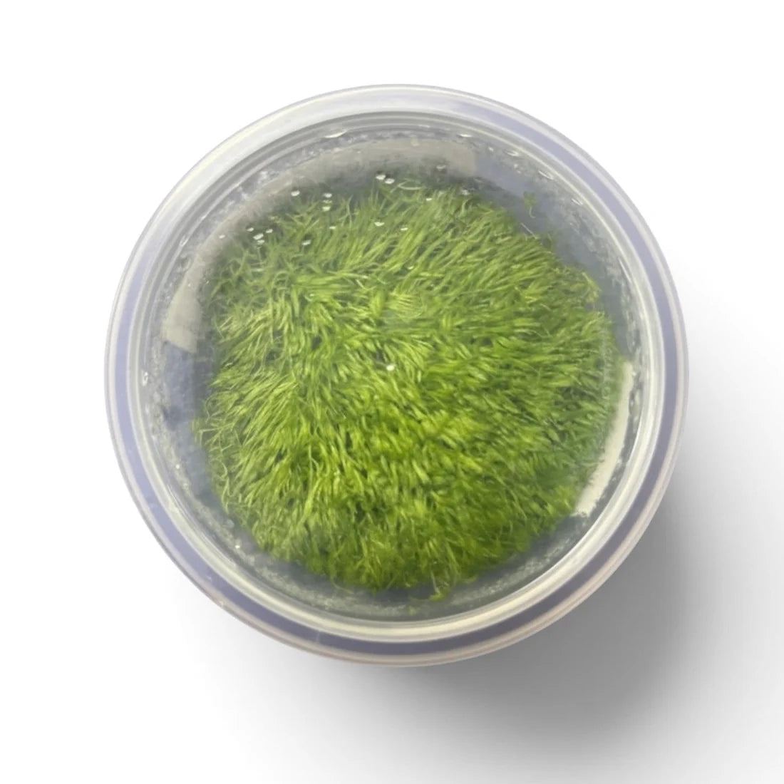 Utricularia graminifolia Tissue Culture