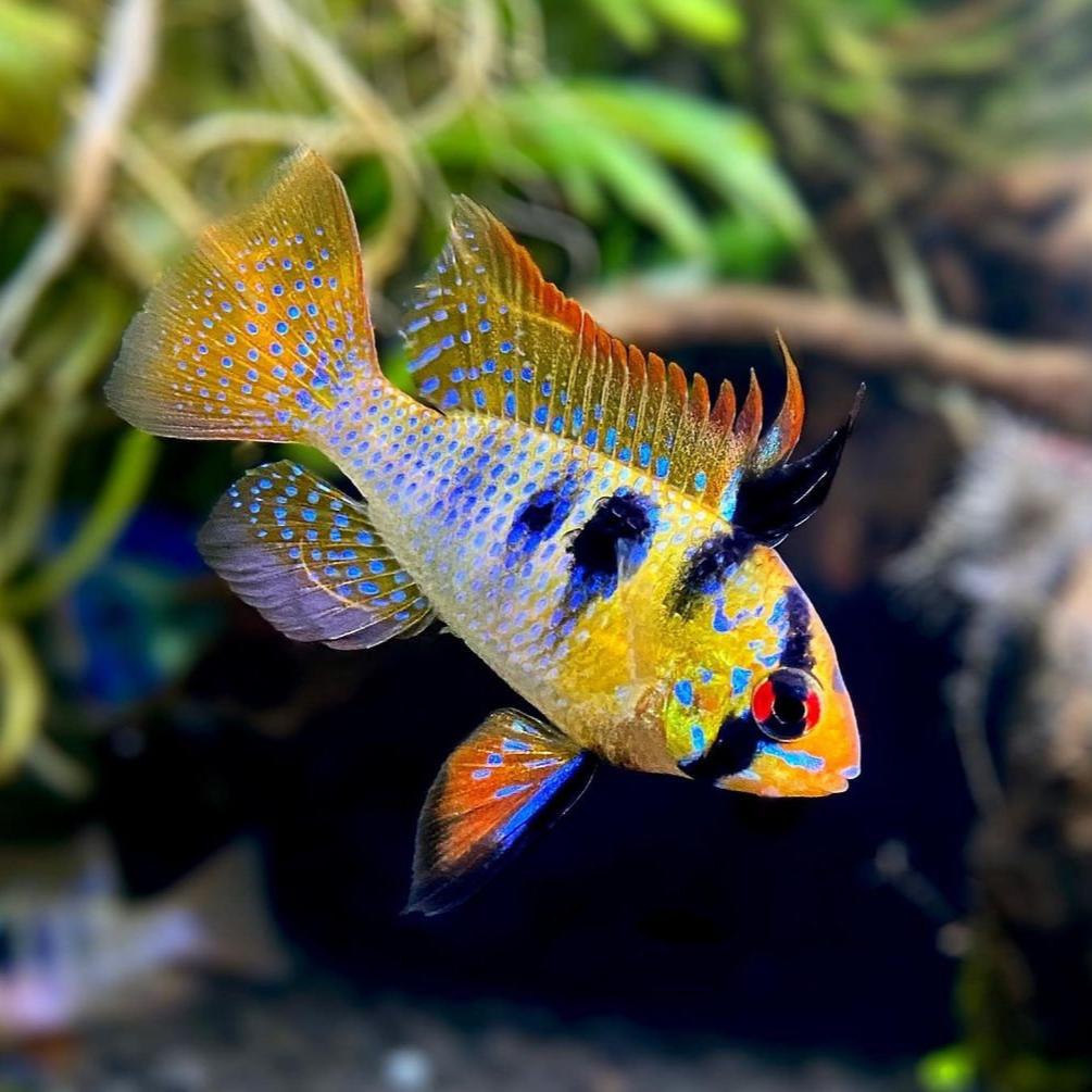 German Blue Ram 3cm