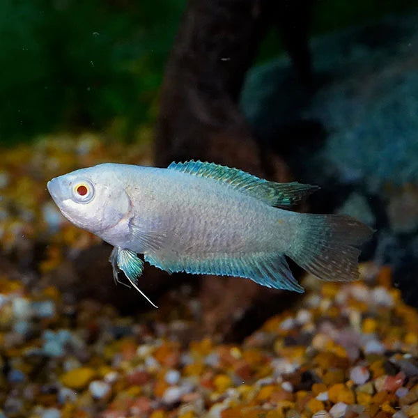 Albino Paradise Fish 4cm