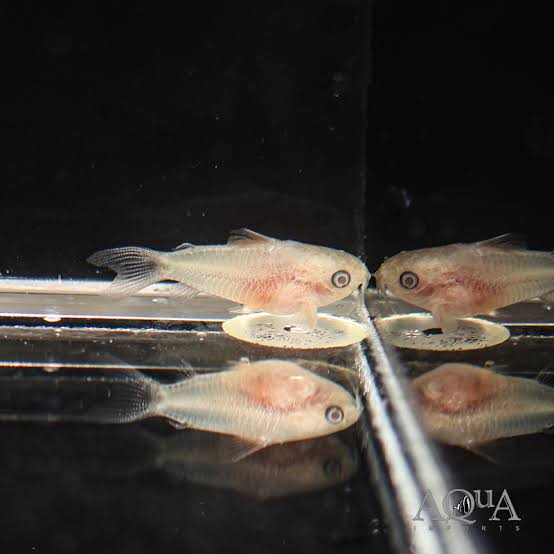 Leucistic Pygmy Corydoras 1cm