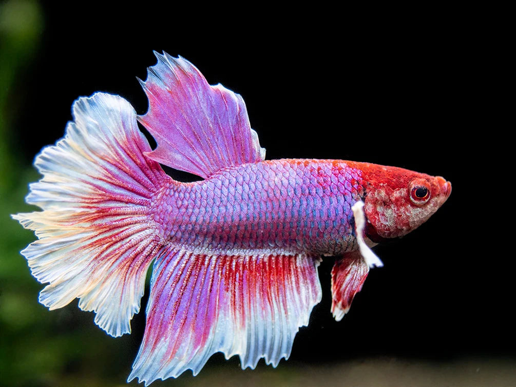 Dumbo Betta 3.5cm Male (Example Only)