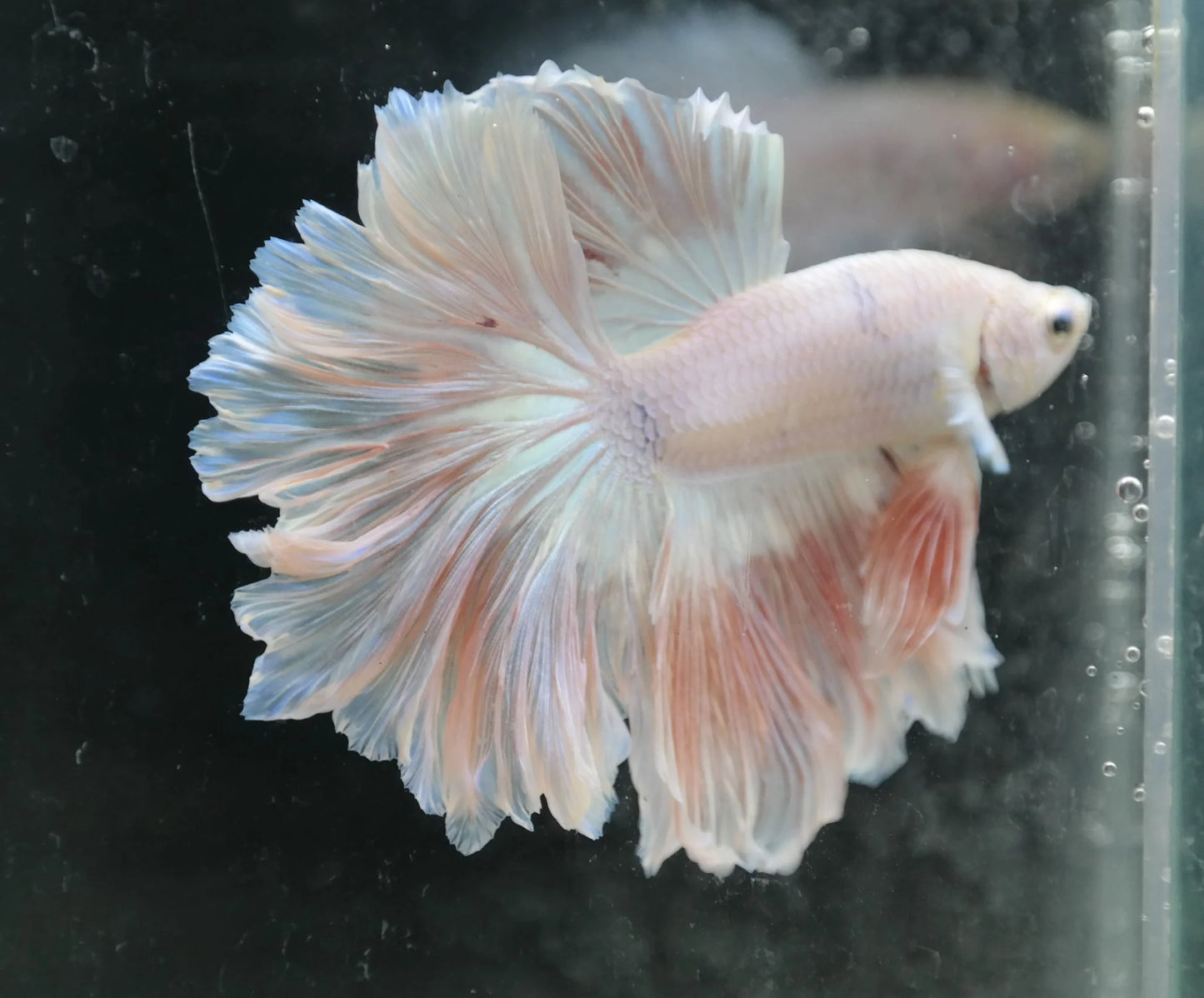 King Rosetail Betta 3.5cm Male (Example Only)