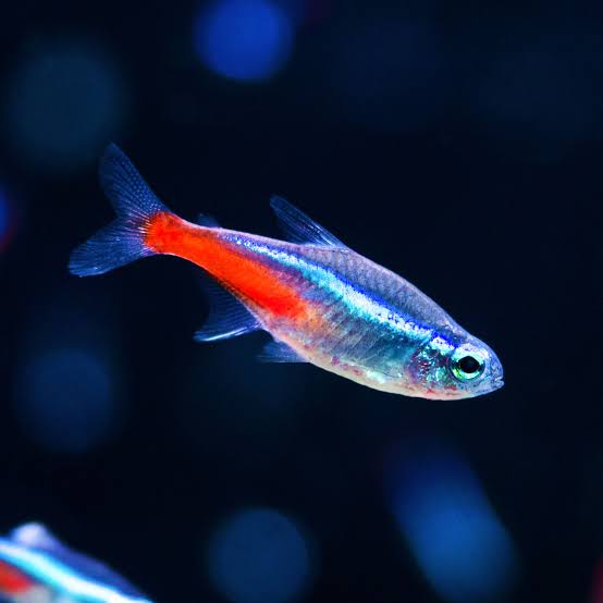 Neon Tetra 3cm