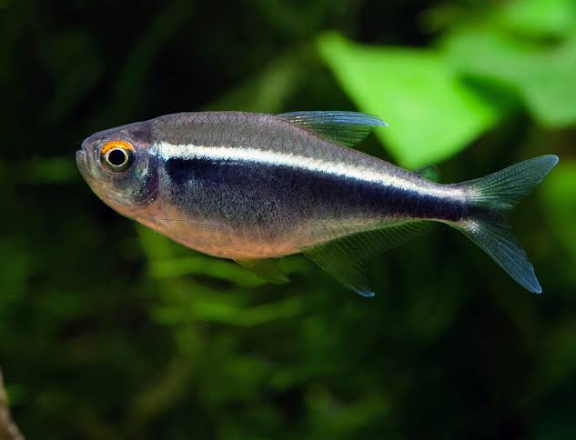 Black Neon Tetra 2cm