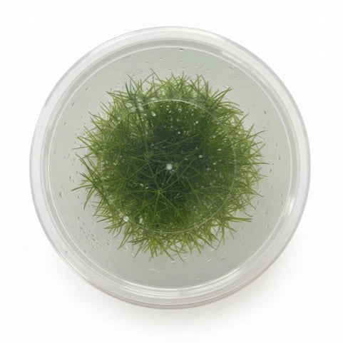 Eleocharis Belem Dwarf Hairgrass Tissue Culture