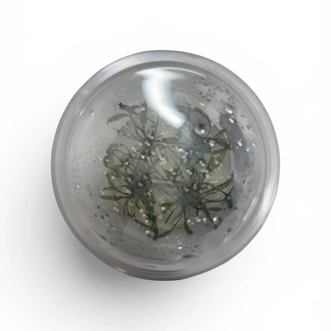 Cryptocoryne Becketti Tissue Culture