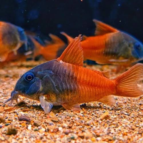 CW217 Concolour Rio Tomo (Locally Bred)