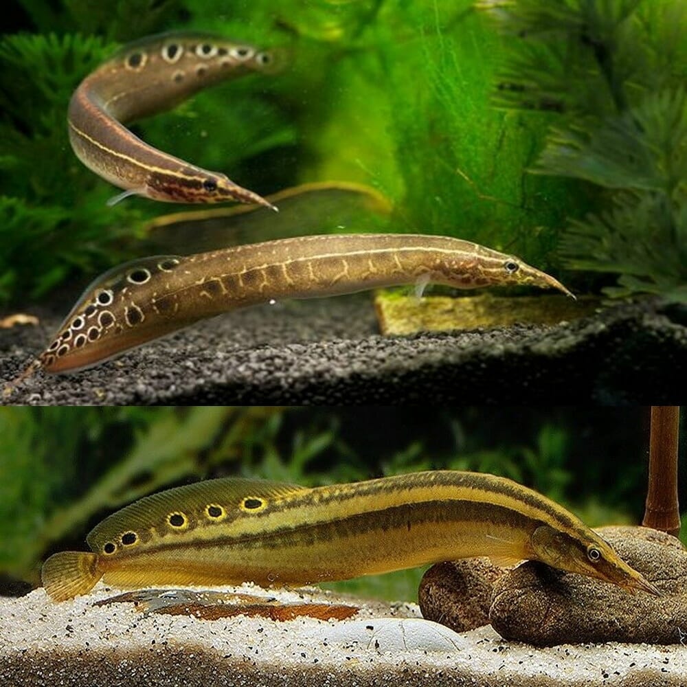 Spiney Eel 20cm