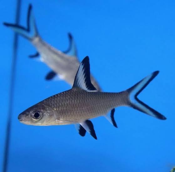 Silver Shark 8cm