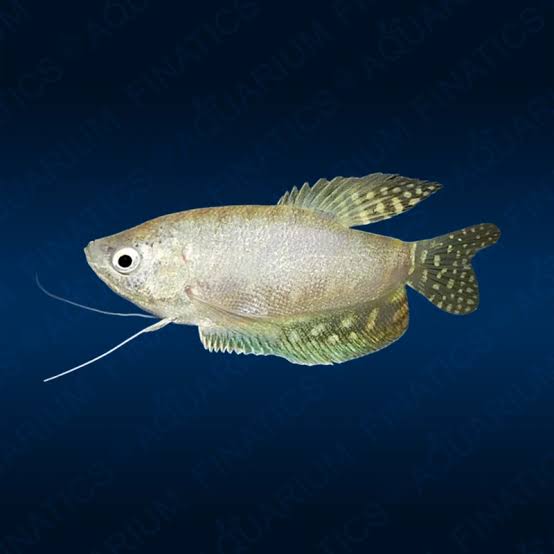 White Gourami 5cm