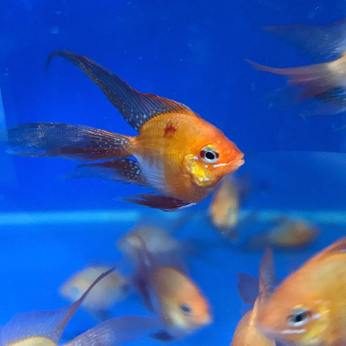 Long Fin Red Balloon Ram (RARE)