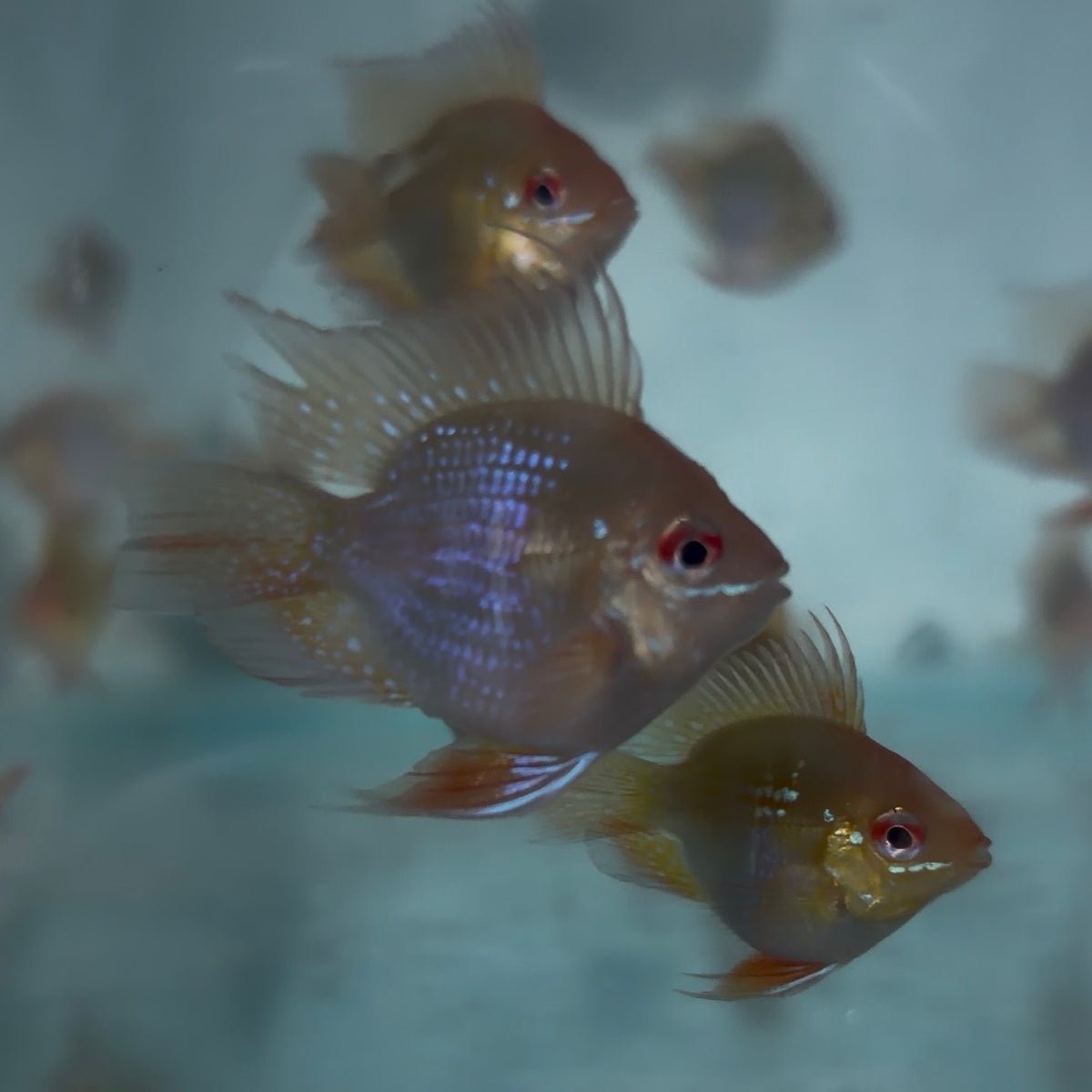 Gold Balloon Ram 3cm